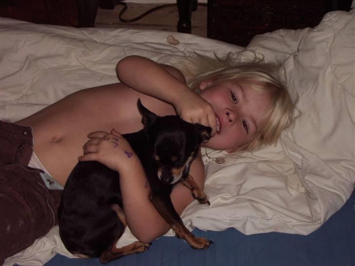 Chihuahua Tyson - dejlig med en sofa billede 12