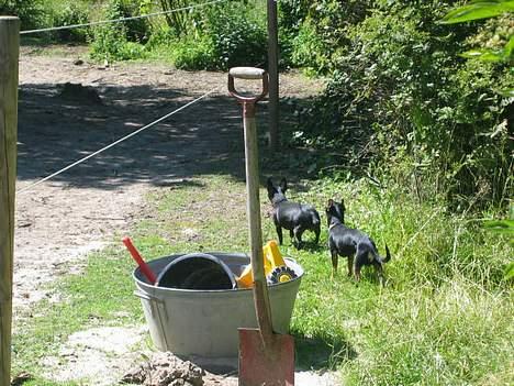 Chihuahua Tyson - min kone og jeg på afveje...  billede 13