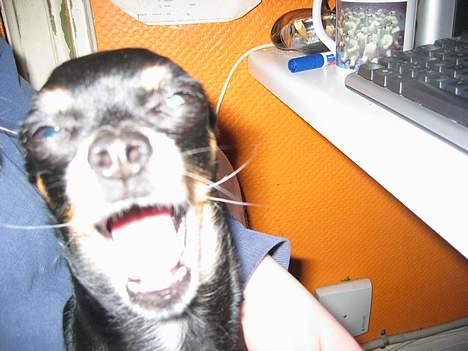 Chihuahua Tyson - hvad siger du billede 14