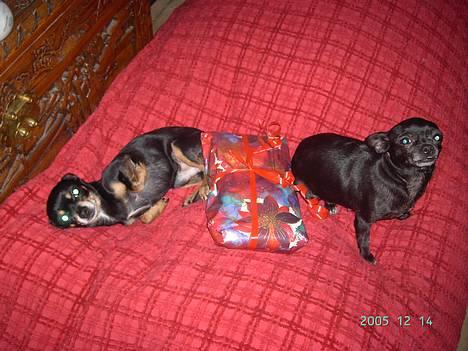 Chihuahua Tyson - jeg er uskyldig billede 15