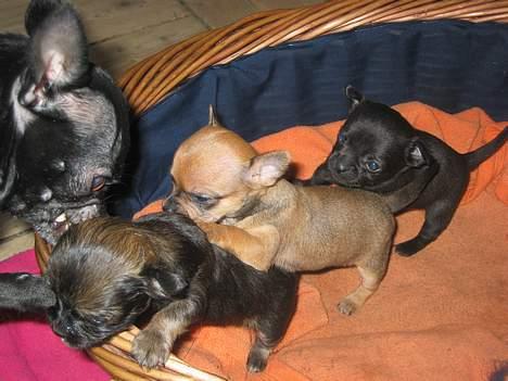 Chihuahua Tyson - min skønne kone og mine 3 unger.. albert, ronja og lille butcher billede 16