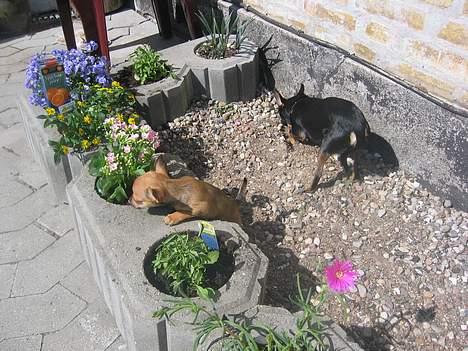 Chihuahua Tyson - på gårdtur med ronja billede 17