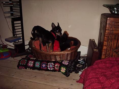 Chihuahua Tyson - vores kurv.. vi aldrig bruger ellers billede 18