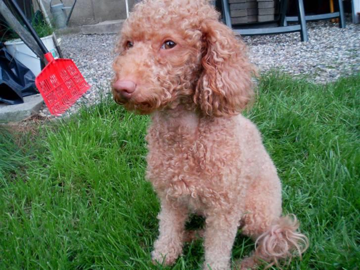 Dværgpuddel Ludvig - Min dejlige Ludvig i haven :) billede 1