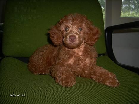 Dværgpuddel Ludvig - Ludvig som lille bitte hvalp :) billede 2