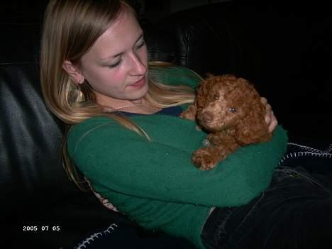 Dværgpuddel Ludvig - Hygge hos madmor. billede 3