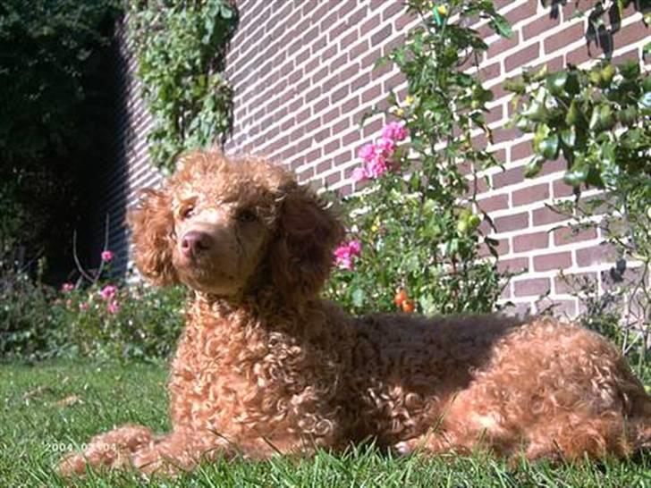 Dværgpuddel Ludvig - Lille Ludvig. billede 4