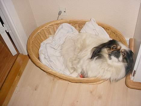 Pekingeser Molly *DØD* - Dether er min dejlige kurv billede 16