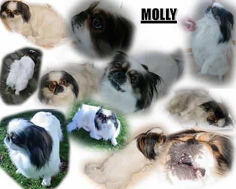 Pekingeser Molly *DØD* - Her har Rasmus så været på spil igen igen billede 19