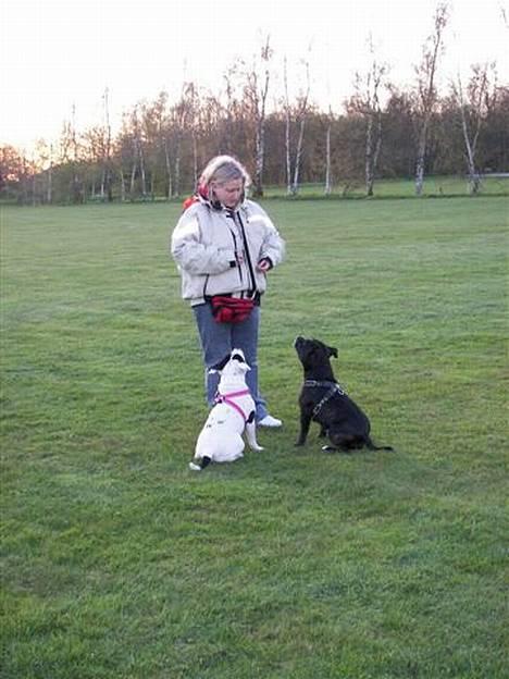 Staffordshire bull terrier R.I.P.: (Engelsk) DKCH, SUCH Taz - *NYT*  billede 16