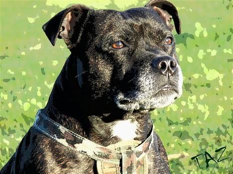 Staffordshire bull terrier R.I.P.: (Engelsk) DKCH, SUCH Taz - *Nyt* billede 17