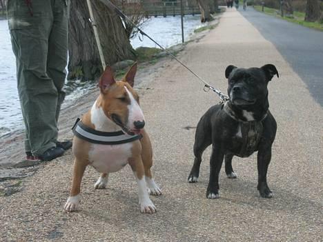 Staffordshire bull terrier R.I.P.: (Engelsk) DKCH, SUCH Taz - 01/05/2006 - Taz og Lola ved Damhus Søen billede 18