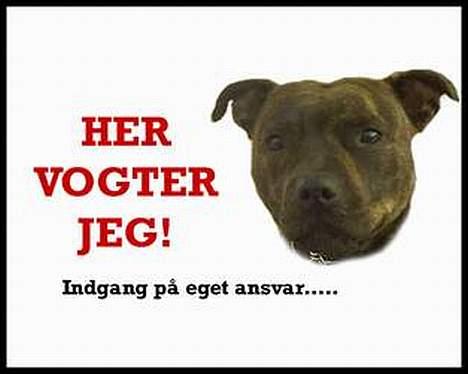 Staffordshire bull terrier Dina billede 15