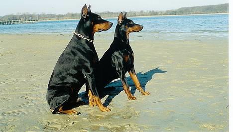 Dobermann Genning's  Baron R.I.P. - Kovo og Sheila billede 17