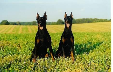 Dobermann Genning's  Baron R.I.P. - Kovo og Sheila.... billede 18
