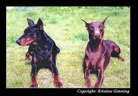 Dobermann Genning's  Baron R.I.P. - Kovo og hans" kone" Ronja. billede 19
