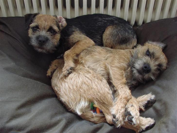 Border terrier DKAGCH, SP3  "Milou" - Ligger lige og flader ud hos Rikke (Foden..) billede 19