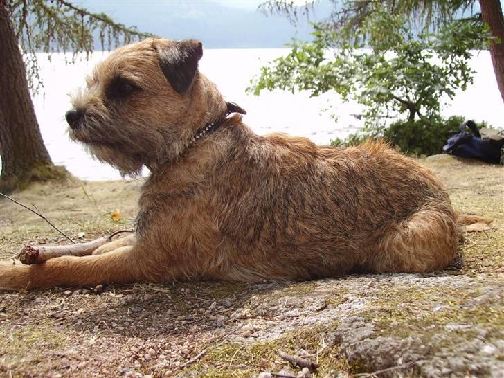 Border terrier DKAGCH, SP3  "Milou" - Schhh.. Beauty nu skal du høre.. tsk ... billede 20