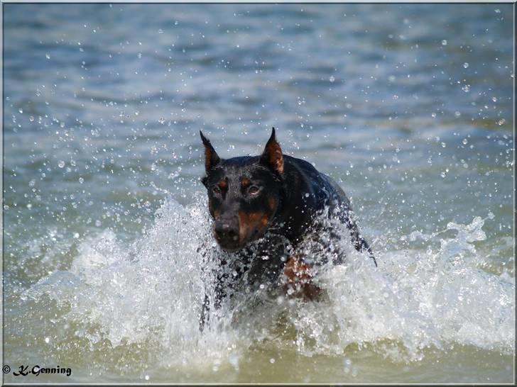 Dobermann Rocky-Dobi Deby R.I.P. - Kronprinsessen har styr på tingene billede 17