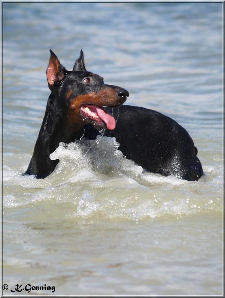 Dobermann Rocky-Dobi Deby R.I.P. billede 19