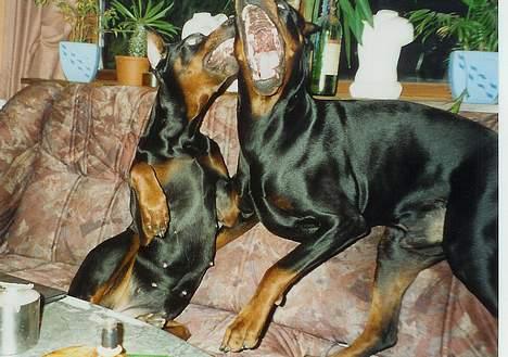 Dobermann Genning's  Baron R.I.P. - Kovo og Sheila leger meget vildt. billede 20