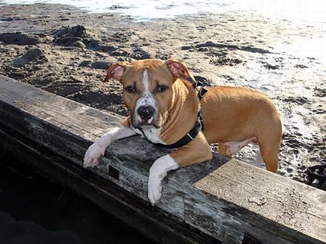 Amerikansk staffordshire terrier Hector - Det er bare det bedste at være ved stranden ;-) billede 1