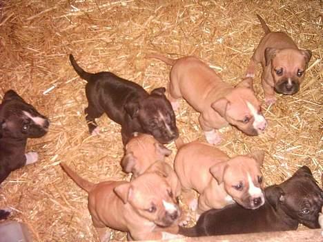 Amerikansk staffordshire terrier Hector - Hector, 4 uger gammel, med alle hans søskende. Det er Hector den lysebrune hvalp med den lyserøde snude. Er han ikke dejlig? billede 4