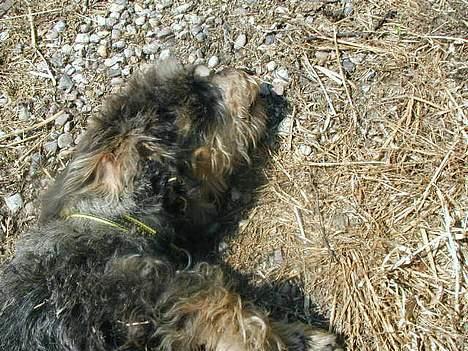 Gravhund Frederik - får lige en " morfar" i solen billede 11