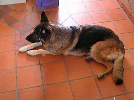 Schæferhund Freja  - Frejzen billede 4