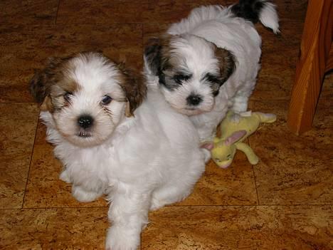 Blanding af racer Carlo - carlos kuld søskene utroligt ik *GG* billede 12