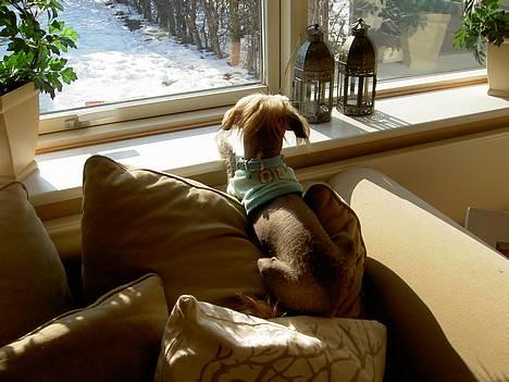 Blanding af racer Carlo - kigger ud på kulden billede 13