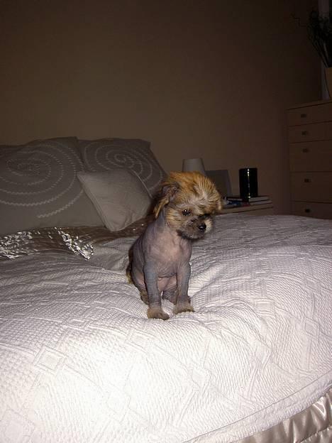 Blanding af racer Carlo - mig ca 9 uger billede 14