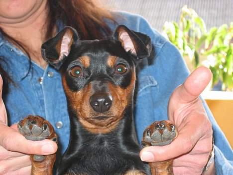 Dvaergpinscher Tikki billede 2