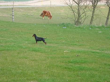 Dvaergpinscher Tikki billede 4