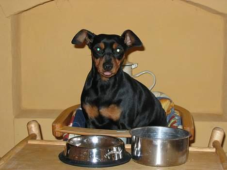 Dvaergpinscher Tikki billede 7