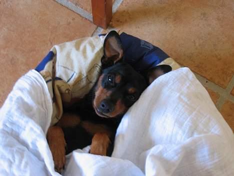 Dvaergpinscher Tikki billede 8