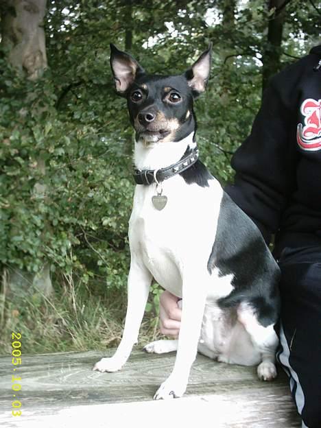 Dansk svensk gaardhund Trunde  - mors lille tøs billede 1