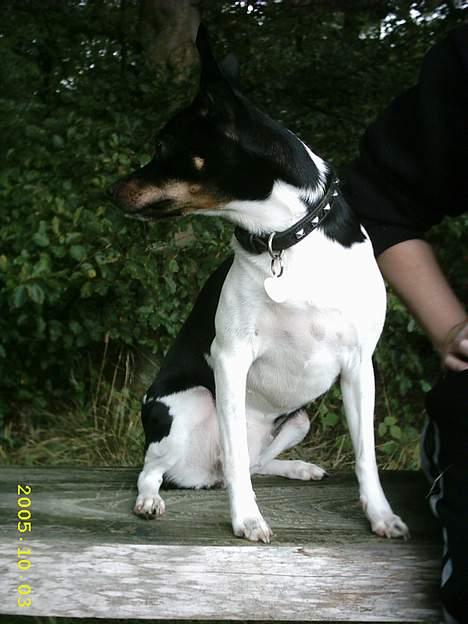 Dansk svensk gaardhund Trunde  billede 2