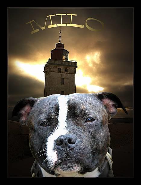 Staffordshire bull terrier roxystaff Milo billede 17