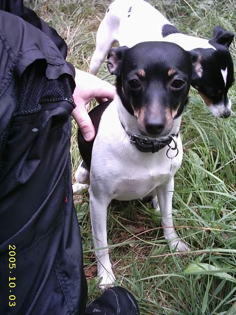 Dansk svensk gaardhund Trunde  - mor jeg sys jeg er træt :-) billede 3