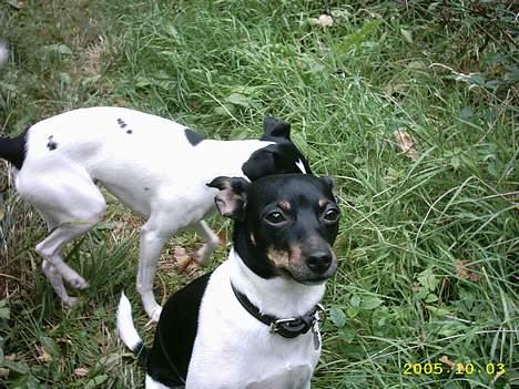 Dansk svensk gaardhund Trunde  billede 4