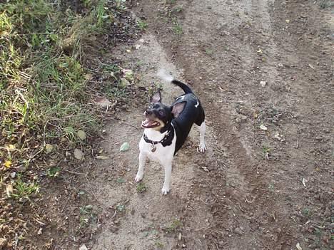 Dansk svensk gaardhund Trunde  billede 5