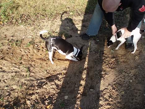 Dansk svensk gaardhund Trunde  - trunde musen tror kiksen har gemt sig :-) billede 6