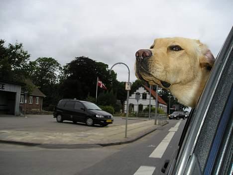 Labrador retriever Lunte - Når jeg kører bil vil jeg gerne kigge ud af vinduet... billede 5