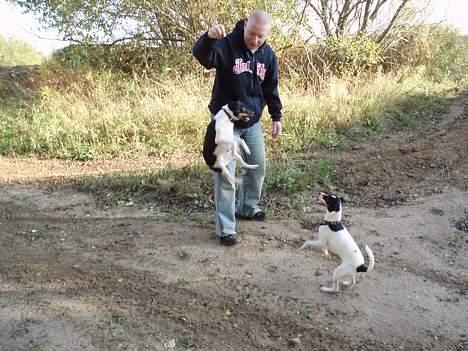 Dansk svensk gaardhund Trunde  billede 7