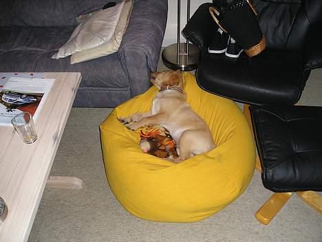 Labrador retriever Lunte billede 6