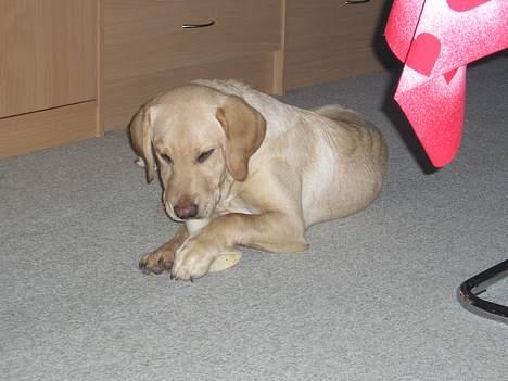 Labrador retriever Lunte - Yes, jeg fik et kødben juleaften... billede 7