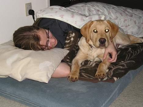 Labrador retriever Lunte - Her råhygger jeg med min storesøster... dejligt :-) billede 8