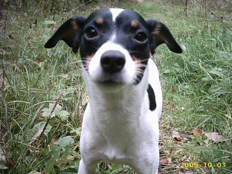Dansk svensk gaardhund Freja billede 1