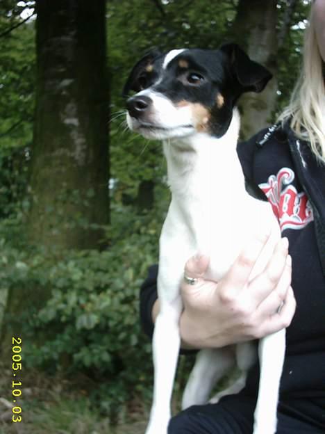 Dansk svensk gaardhund Freja billede 2